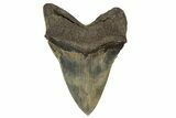 Colorful Fossil Megalodon Tooth - Sharply Serrated #343590-2